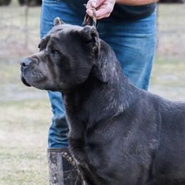 Elenore  - Cane Corso