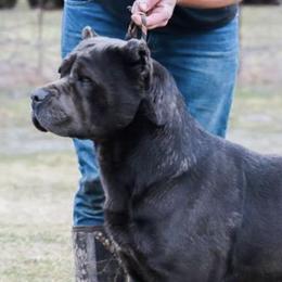 Elenore  - Cane Corso