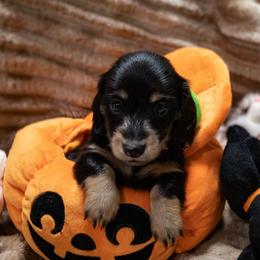 Maroon Collar - Black and tan female Dachshund puppy in Belfair, Washington from Devoted Doxies, Lorraine’s Yorkies