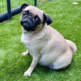 Ester - Pug