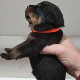 Boy 2 - Black and mahogany male Rottweiler puppy in San Antonio, Texas from HAUS OF RZA