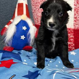 Junie - Black & white female Australian Shepherd puppy in Rose Hill, North Carolina from Motega Australian Shepherds