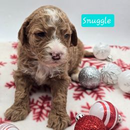 Snuggle - Apricot female Goldendoodle puppy in Neillsville, Wisconsin from Granton Creek