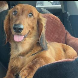 Asher - Red male Dachshund puppy in Athens, Alabama from Weidenthal Dachshunds