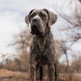 Yamato - Cane Corso