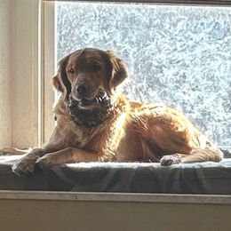 Scarlett - Golden Retriever