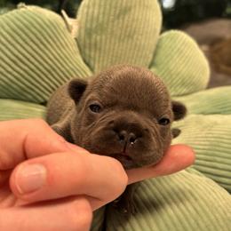Jillian - Blue female French Bulldog puppy in Salisbury, Maryland from 77 Frenchies Maryland
