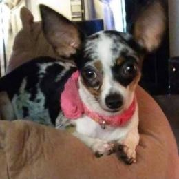 Grace - Chihuahua