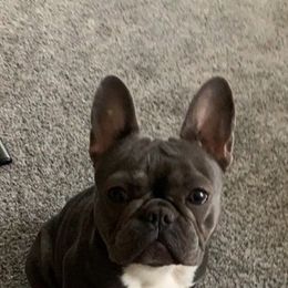 French Bulldogs from PrimeLine Frenchies