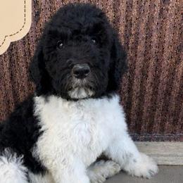 Doc - Black and white male Saint Berdoodle puppy in Beach, North Dakota from Badland St. Berdoodles LLC