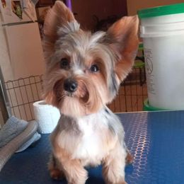 Crypto - Yorkshire Terrier