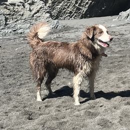 Scarlett - Border Collie