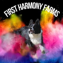 Callum - Black male Border Collie puppy in Tiskilwa, Illinois from First Harmony Farms