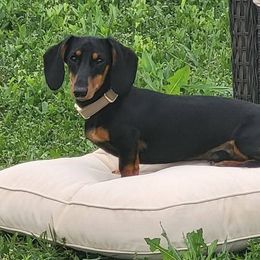 Dachshunds from Chelsie Hamm