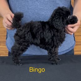 AKC CHAMPION SIRED Bingo DNA tested lines OVERSIZED - Black male Poodle puppy in Jacksonville, Alabama from Abounding Poodles