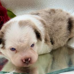 Captain America - Red merle male Toy Australian Shepherd puppy in Blacksburg, South Carolina from Rustic Rose Toy Australian Shepherds