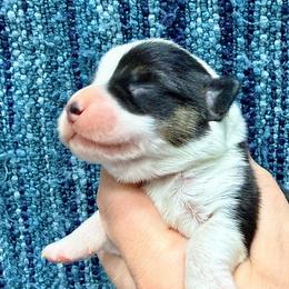 Arctic Hare - Black and tan male Pembroke Welsh Corgi puppy in Ashland, Ohio from SS Australian Shepherds
