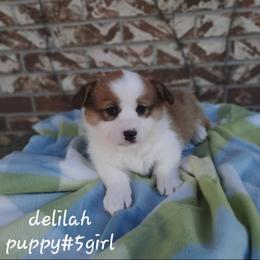 Delilah - Sable female Pembroke Welsh Corgi puppy in Nixa Or Houston, Missouri from Pistol Creek Puppies