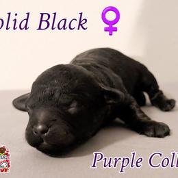 Purple Girl - Black female Shihpoo puppy in Rockledge, Florida from Stormie's Doodles