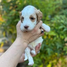 Bashful - Parti male Goldendoodle puppy in Stockton, California from Port City Doodles