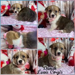 Australian Shepherd and Pembroke Welsh Corgi Puppies from Lewis Aussie’s & Corgi’s