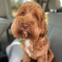 Annie - Australian Labradoodle