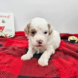 Rosemary - Red female Bernedoodle puppy in Granton, Wisconsin from Rose River Farms