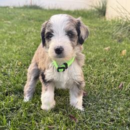 Treat - Chocolate merle female Bernedoodle puppy in Springville, Utah from Oodles of Bernedoodles