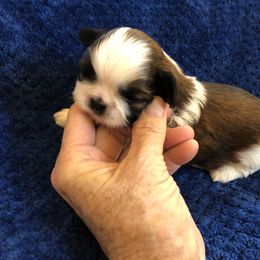 Boy 3 - Shih Tzu puppy in Silver Lake, Oregon from Bling Shih Tzu