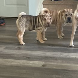 Chinese Shar-Pei All Grown Up from Peis R Us