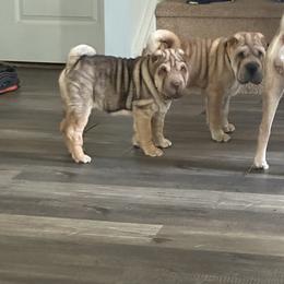 Chinese Shar-Pei All Grown Up from Peis R Us