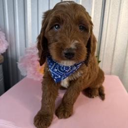 Goldendoodle and Poodle Puppies from Northern Heart Standards