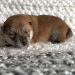 Danny - Red male Shiba Inu puppy in Trenton, Nebraska from Prairie Shibas