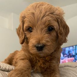 Goldendoodle Puppies from DaisysdoodlesAZ