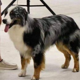 Joker - Australian Shepherd
