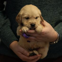 Holly - Golden female Golden Retriever puppy in Payette, Idaho from Stonewick Retrievers