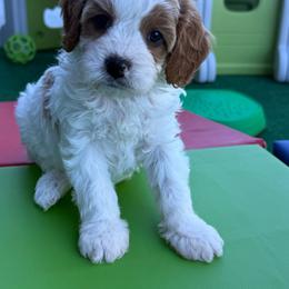 Benny - Blenheim male Cavapoo puppy in Natural Bridge, Virginia from Padgetts Hill Puppies