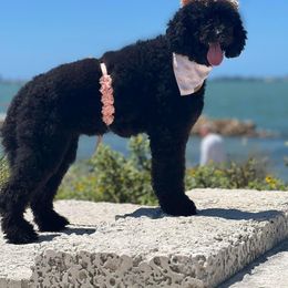 Sailor - Goldendoodle