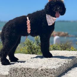 Sailor - Goldendoodle