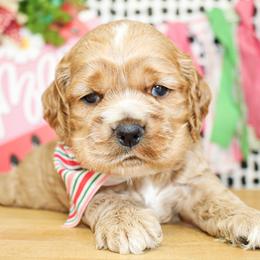 Nash - Red male Cocker Spaniel puppy in Rattan, Oklahoma from Double M Cocker Spaniels