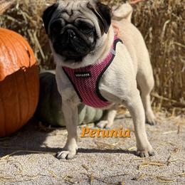 Putters - Pug