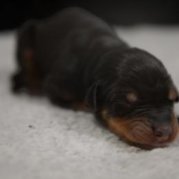 Doberman Pinscher Puppies from Warsong Dobermann