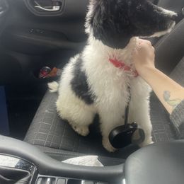 Reba - Parti female Poodle puppy in Washington, Pennsylvania from Patriotic Poodles
