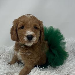 Aspen's Green Female - Apricot female Goldendoodle puppy in Great Falls, Montana from Montana Goldendoodles