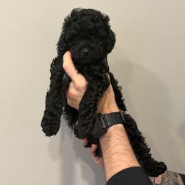 Bonnie - Black female Cavapoo puppy in Fayetteville, North Carolina from Carolina Cavapoos