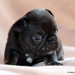Luna - Black female French Bulldog puppy in Winnsboro, Texas from JP Ranch Bulldogs