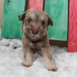 Miniature Schnauzer Puppies from Schnauzers on Robinson Lane