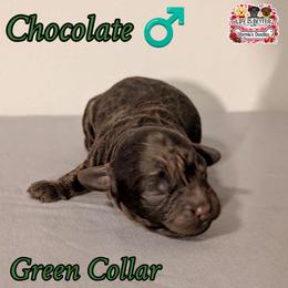 Green Boy - Brown male Shihpoo puppy in Rockledge, Florida from Stormie's Doodles