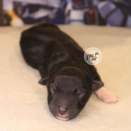 Boy 6 - Black & white male Australian Shepherd puppy in Colorado Springs, Colorado from Dawn 2 Dusk Ranch