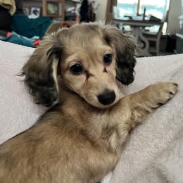 Pru - Dachshund